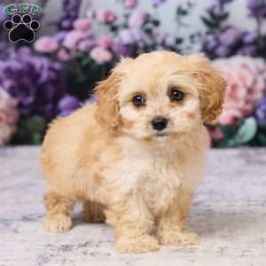 Asher, Cavachon Puppy
